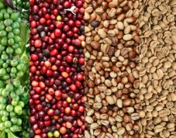Nhiều lợi ích khi uống cà phê đúng cách